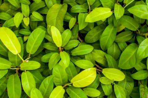 Green leaf background Foto stock