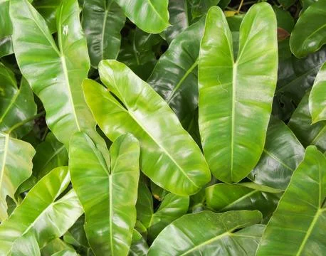 Green leaf background Stock Photos