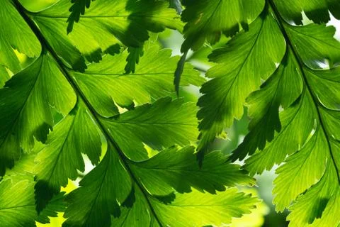 Green leaf background Stock-Fotos