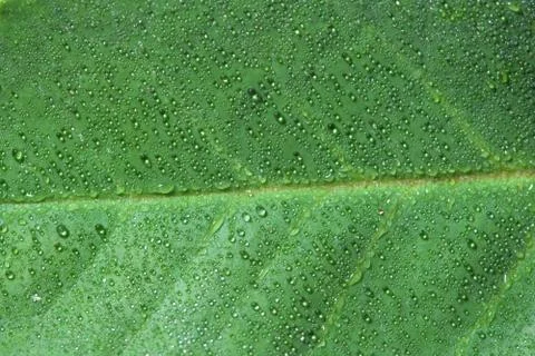 Green leaf background Stock Photos