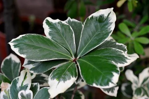 Green leaf background Stock Photos