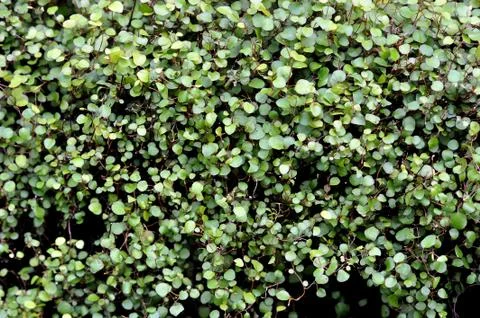 Green leaf background Stock Photos