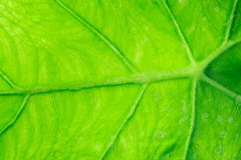 Green leaf background Stock Photos