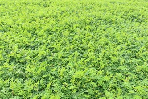 Green leaf background Stock Photos