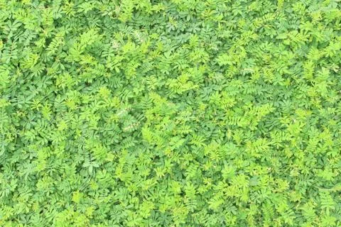 Green leaf background Stock Photos