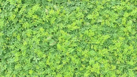 Green leaf background Stock Photos