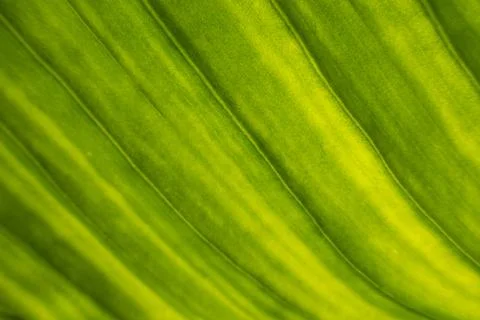 Green leaf background Stock Photos
