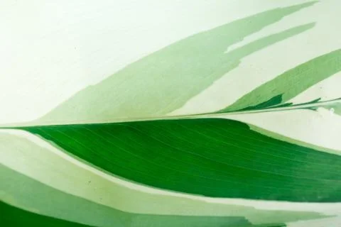 Green leaf background Stock Photos