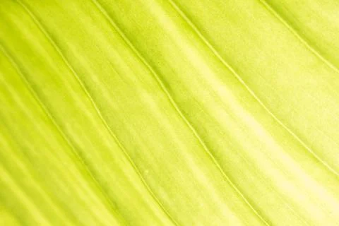 Green leaf background Stock Photos