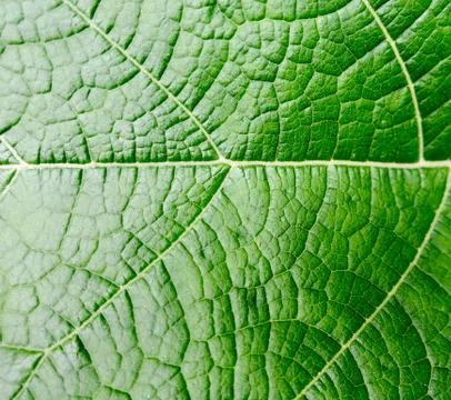 Green leaf background Stock Photos