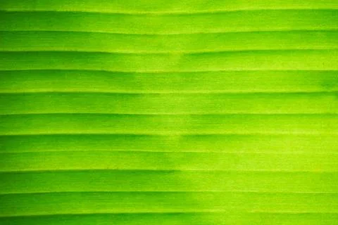 Green leaf background Foto stock