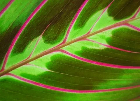 Green leaf background Stock Photos