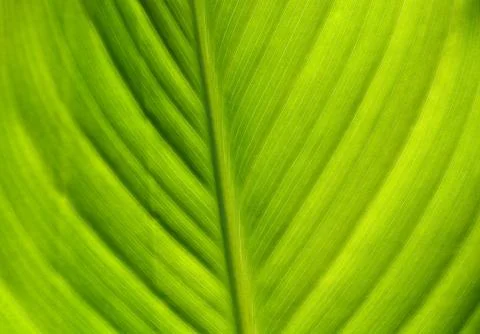 Green leaf background Stock Photos
