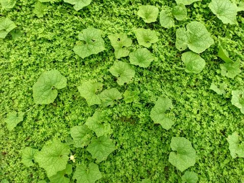 Green leaf background Stock Photos