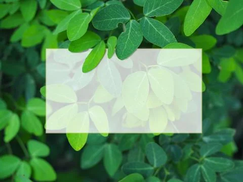 Green leaf background. Stock Photos