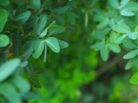 Green leaf background. Foto stock