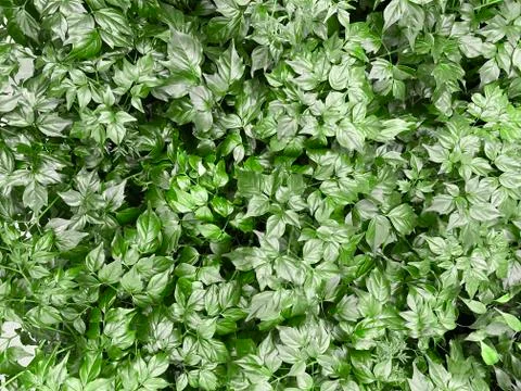 Green leaf background Stock Photos