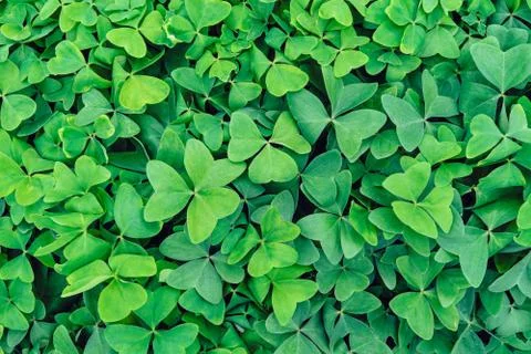 Green leaf background. Stock Photos