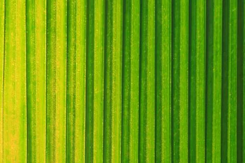 Green leaf background Stock Photos