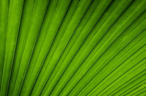 Green leaf background Stock Photos