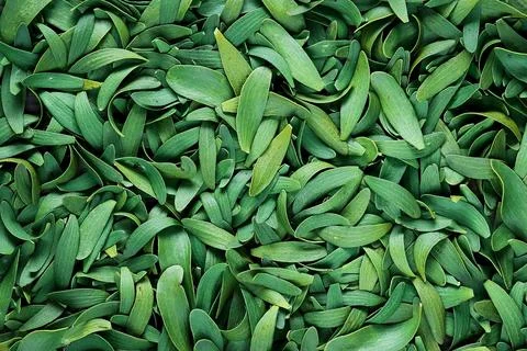 Green leaf background Stock Photos