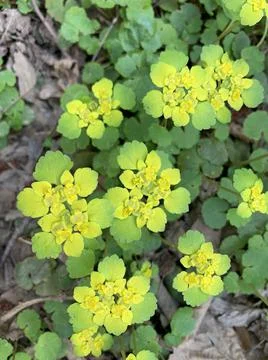 Green leaf background Stock Photos