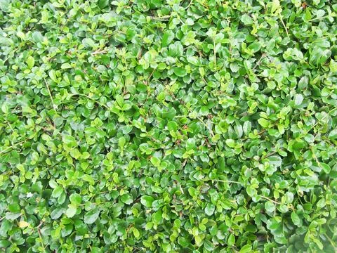 Green leaf background Foto stock