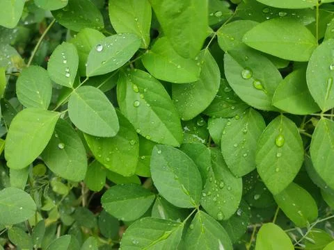 Green leaf  background Stock Photos