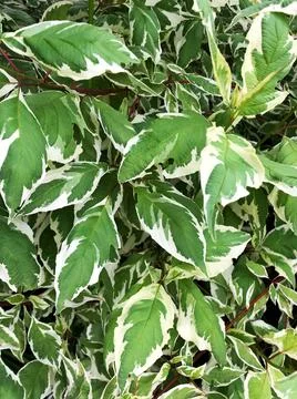 Green leaf background Stock Photos