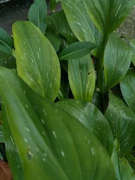 Green leaf background Stock Photos