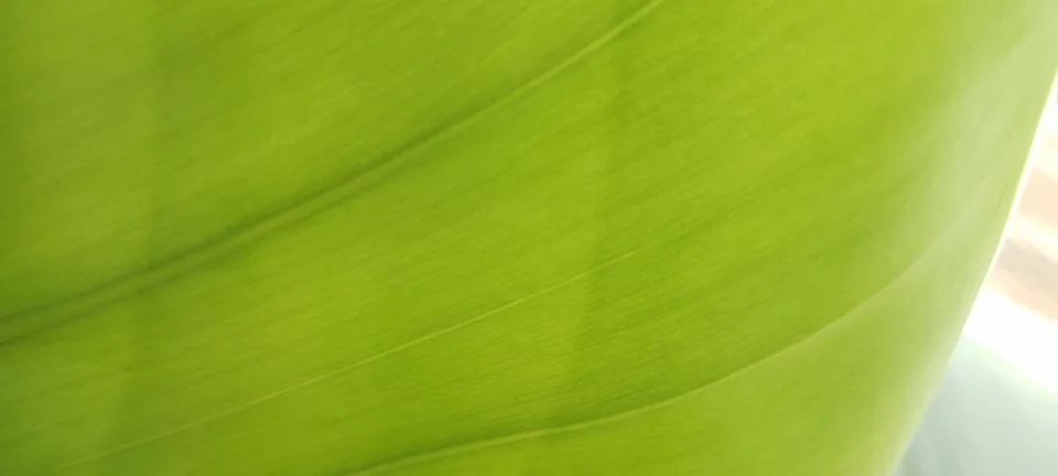 Green leaf background Stock Photos