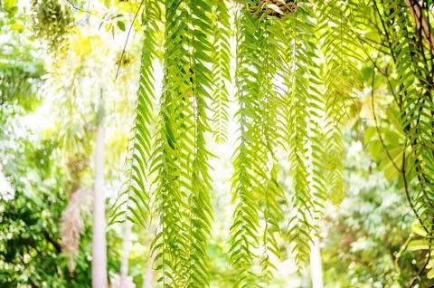 Green leaf for a background. Stock Photos