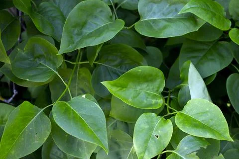 Green leaf background Foto stock