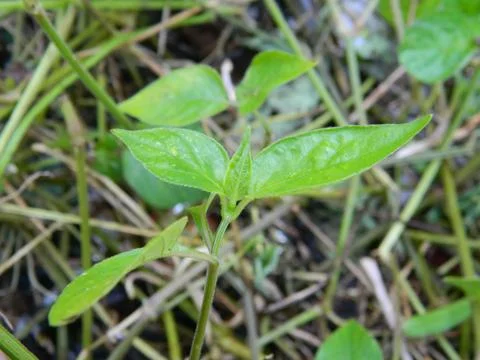 GREEN LEAF BACKGROUND Stock Photos