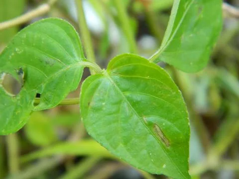 GREEN LEAF BACKGROUND Stock Photos