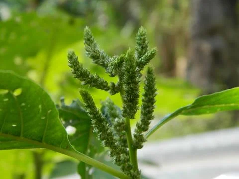 GREEN LEAF BACKGROUND Stock Photos