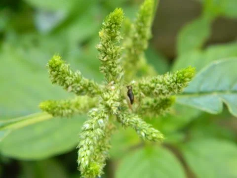 GREEN LEAF BACKGROUND Stock Photos