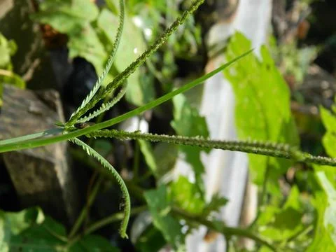 GREEN LEAF BACKGROUND Stock Photos