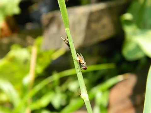 GREEN LEAF BACKGROUND Stock Photos