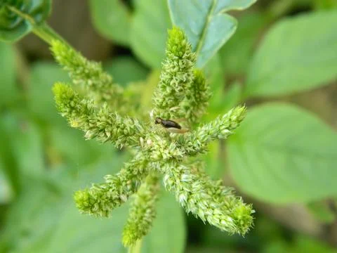 GREEN LEAF BACKGROUND Stock Photos