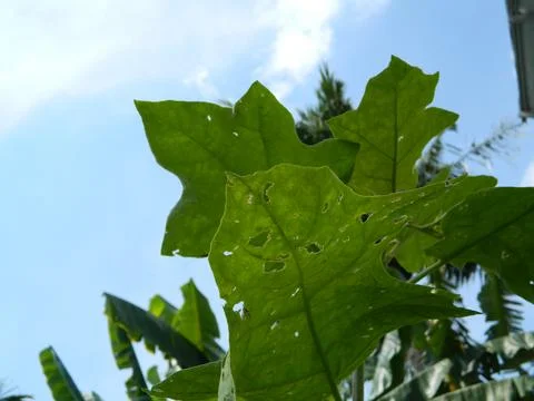 GREEN LEAF BACKGROUND Stock Photos