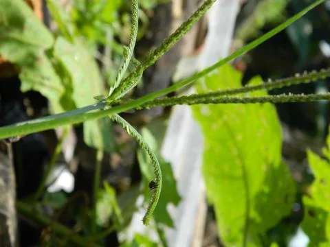 GREEN LEAF BACKGROUND Stock Photos
