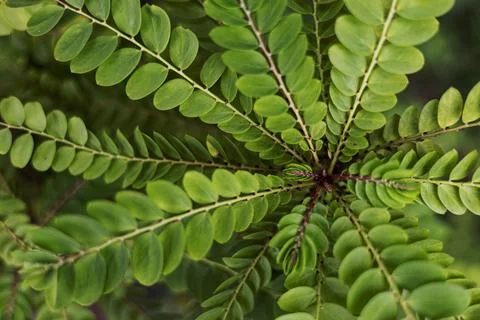 Green Leaf Background Stock Photos