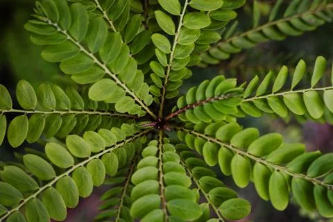 Green Leaf Background Stock Photos
