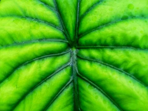 Green leaf background Foto stock