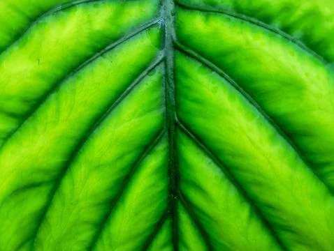 Green leaf background Foto stock