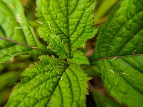 Green leaf background Stock Photos