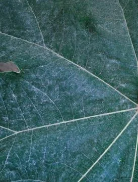 Green leaf background Stock Photos