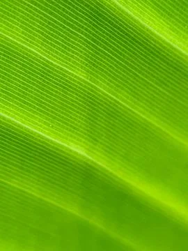 Green leaf background Stock Photos