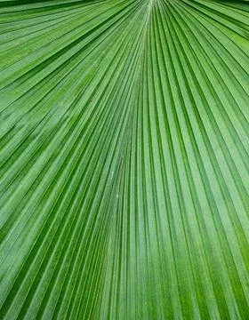 Green leaf background Stock Photos